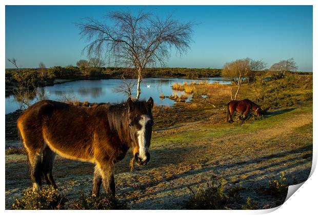 Typical Morning in New Forest.. Print by Elzbieta Sosnowski