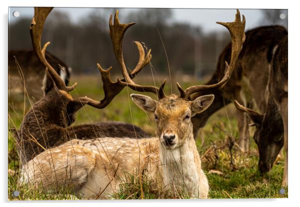 Lazy Deers.... Acrylic by Elzbieta Sosnowski