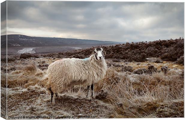 It's Cold on Them Moors. Canvas Print by Martin Williams
