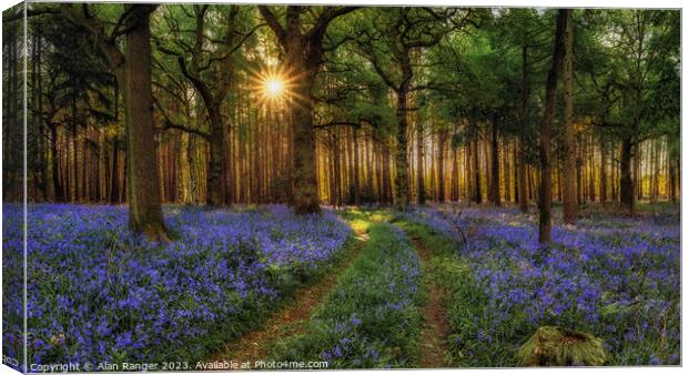 Bluebell Woodlands - Sunrise Canvas Print by Alan Ranger
