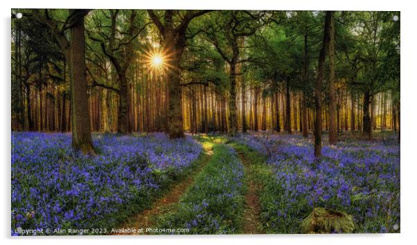 Bluebell Woodlands - Sunrise Acrylic by Alan Ranger