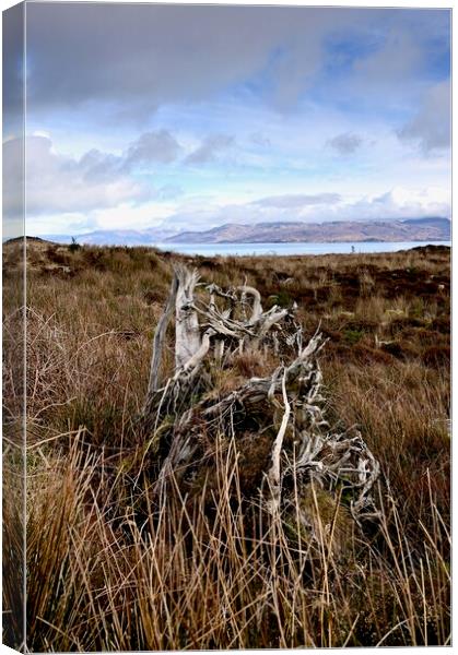 Tormore Community Forest, Isle of Skye Canvas Print by richard jones
