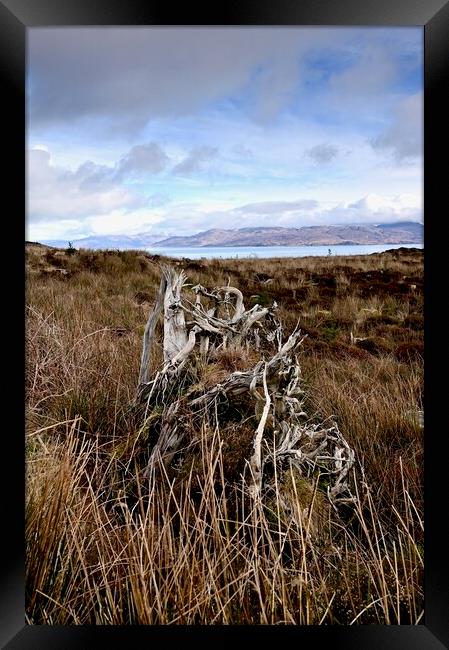 Tormore Community Forest, Isle of Skye Framed Print by richard jones
