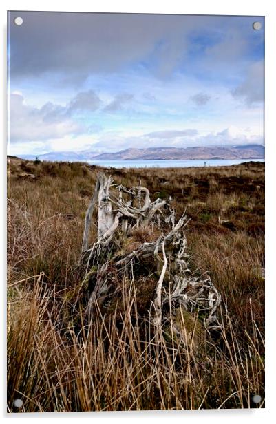 Tormore Community Forest, Isle of Skye Acrylic by richard jones