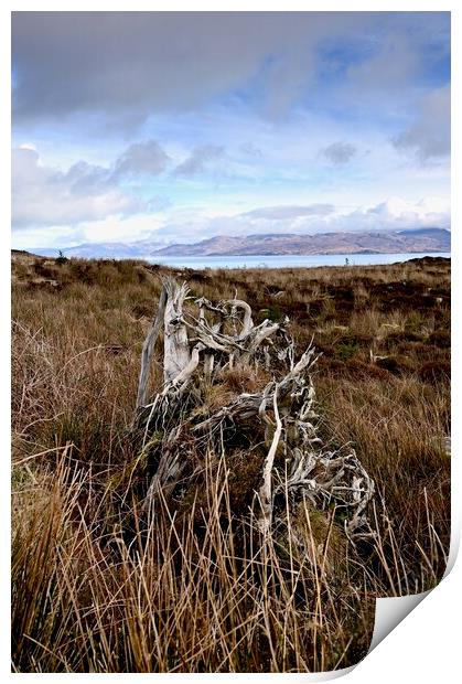 Tormore Community Forest, Isle of Skye Print by richard jones