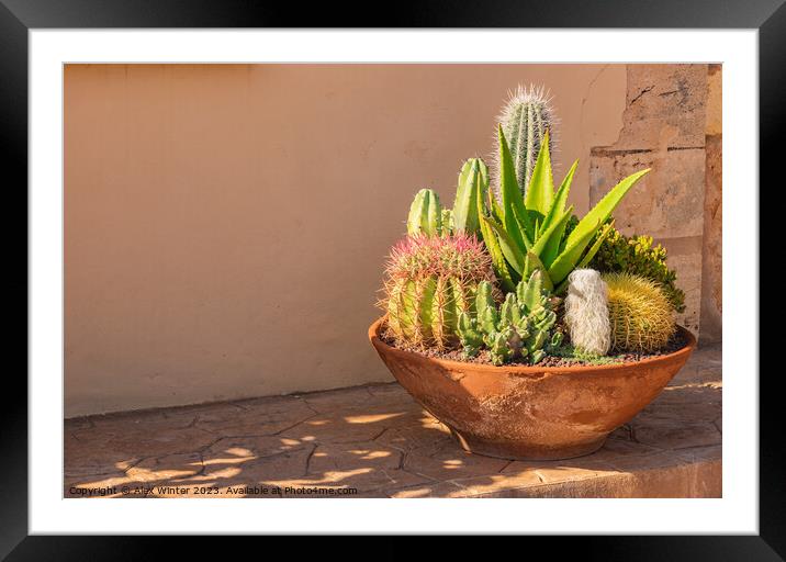 plants potted in a terracotta pot Framed Mounted Print by Alex Winter