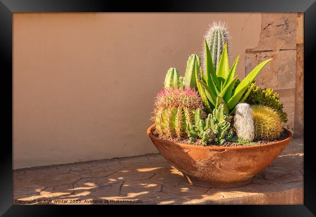 plants potted in a terracotta pot Framed Print by Alex Winter