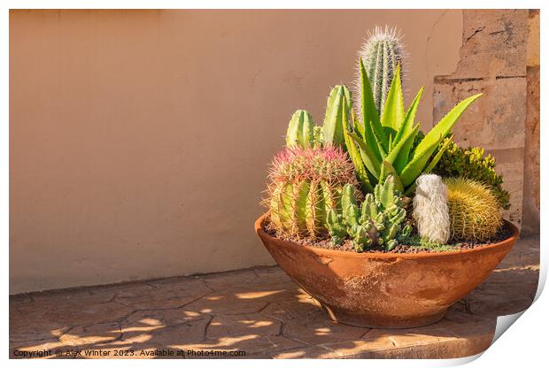 plants potted in a terracotta pot Print by Alex Winter