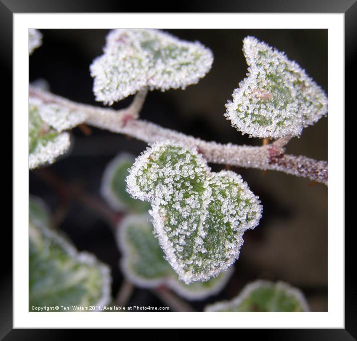 Icy ivy Framed Mounted Print by Terri Waters