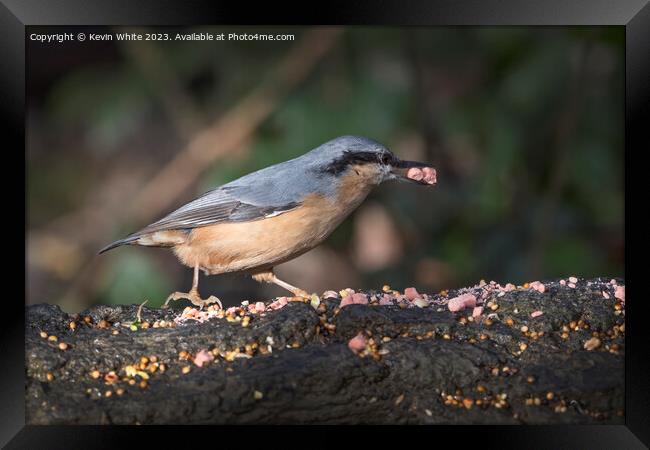 Nuthatch feeding at nature reserve Warnham in Southern England Framed Print by Kevin White