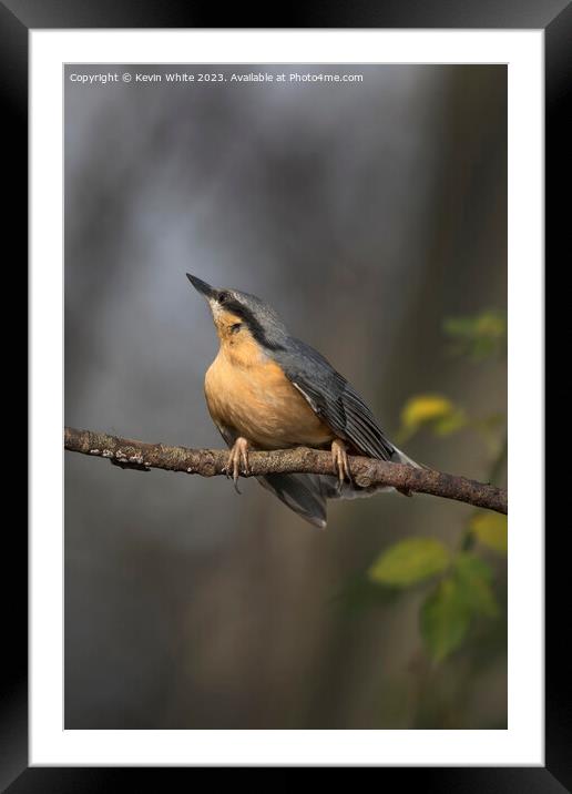 Nuthatch has spotted something further up the tree Framed Mounted Print by Kevin White