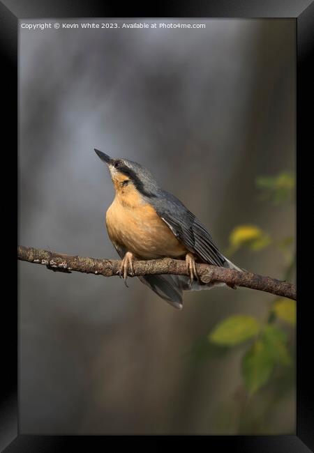 Nuthatch has spotted something further up the tree Framed Print by Kevin White