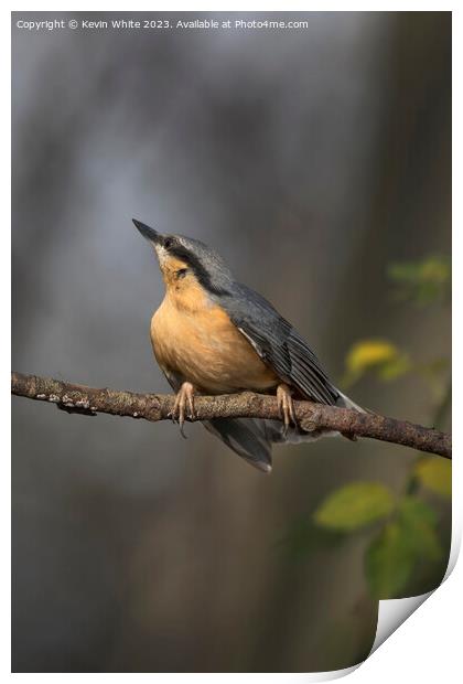 Nuthatch has spotted something further up the tree Print by Kevin White