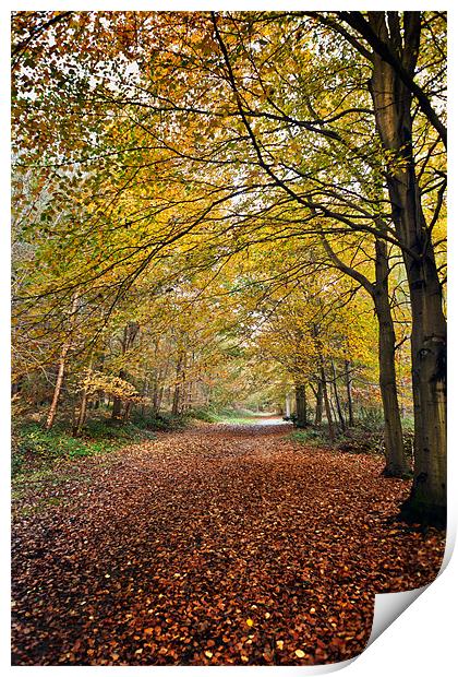 Leafy Pathway Print by Stephen Mole