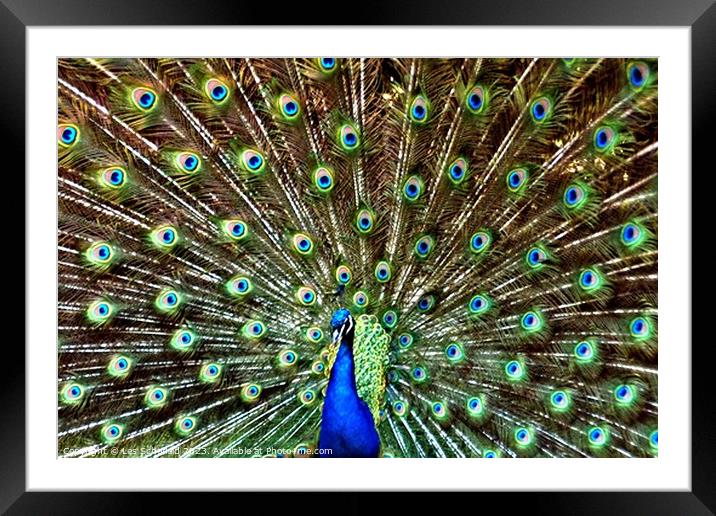 Majestic Peacock Framed Mounted Print by Les Schofield