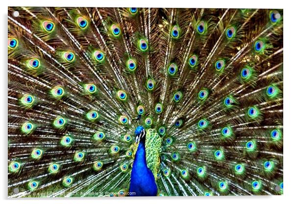 Majestic Peacock Acrylic by Les Schofield