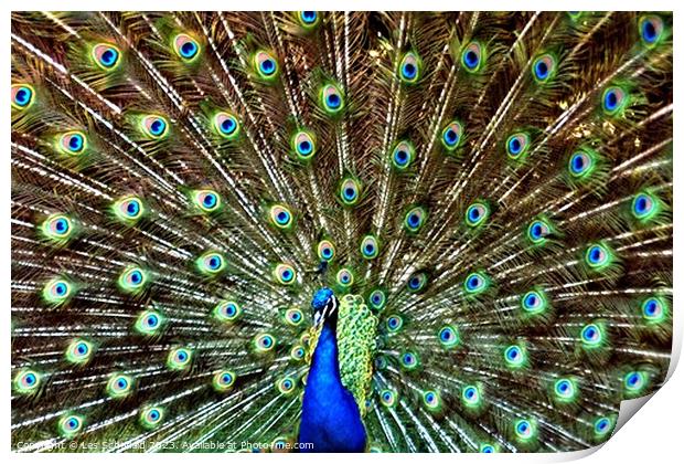 Majestic Peacock Print by Les Schofield