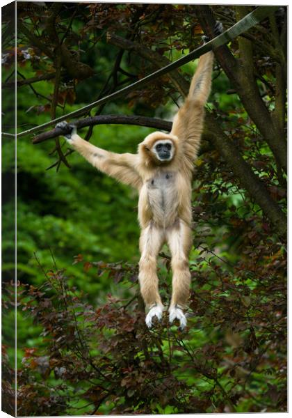 Lar Gibbon Hanging From The Tree Canvas Print by rawshutterbug 