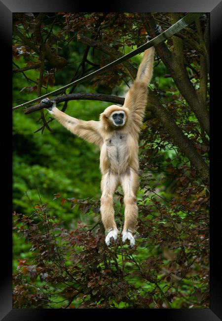 Lar Gibbon Hanging From The Tree Framed Print by rawshutterbug 