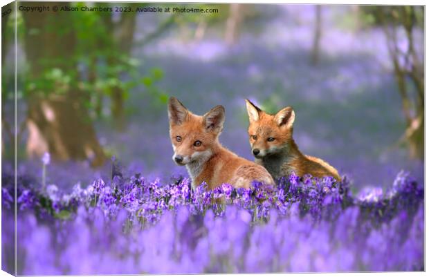 Foxes in Bluebell Wood Canvas Print by Alison Chambers