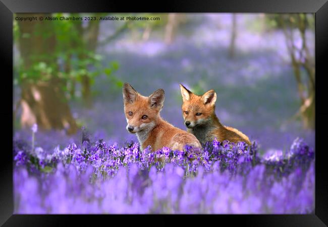 Foxes in Bluebell Wood Framed Print by Alison Chambers