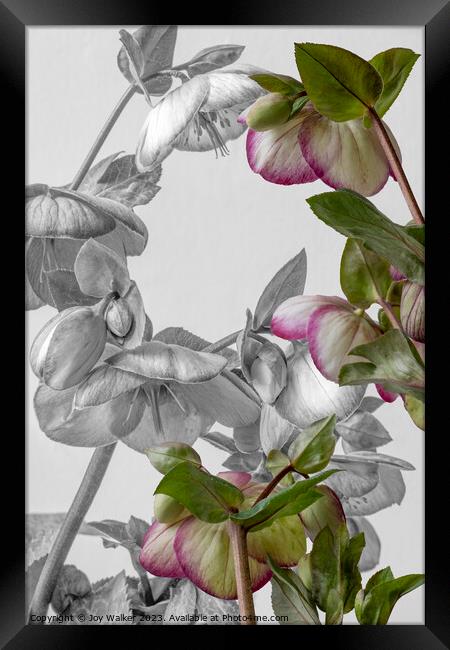 Plant flower Framed Print by Joy Walker