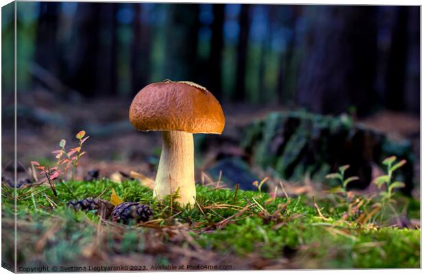 edible porcini mushroom in a forest glade close-up under the light of sunlight with beautiful bokeh Canvas Print by Lana Topoleva