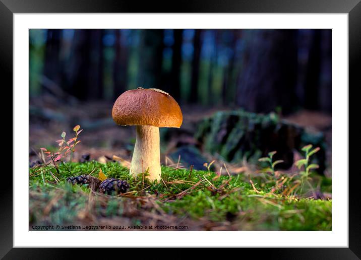 edible porcini mushroom in a forest glade close-up under the light of sunlight with beautiful bokeh Framed Mounted Print by Lana Topoleva