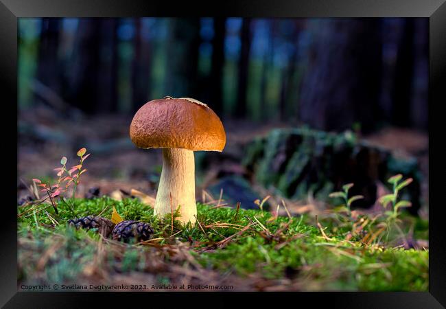 edible porcini mushroom in a forest glade close-up under the light of sunlight with beautiful bokeh Framed Print by Lana Topoleva