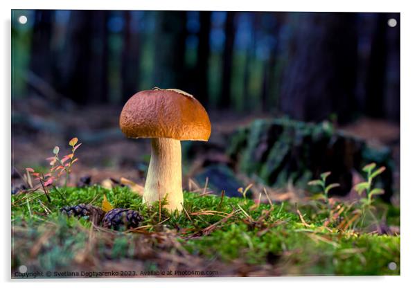 edible porcini mushroom in a forest glade close-up under the light of sunlight with beautiful bokeh Acrylic by Lana Topoleva
