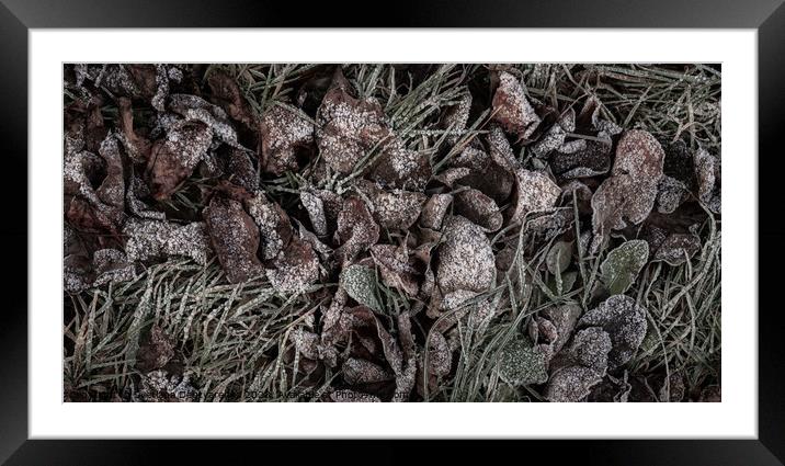 Background from dry leaves and herbs covered with hoarfrost in the early morning. Framed Mounted Print by Lana Topoleva