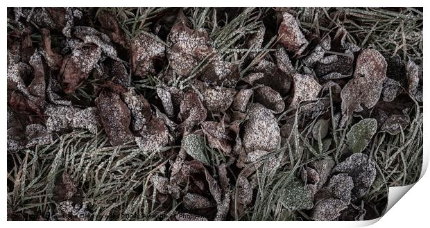 Background from dry leaves and herbs covered with hoarfrost in the early morning. Print by Lana Topoleva
