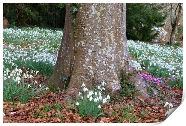 Snowdrops around a tree trunk Print by Susan Snow