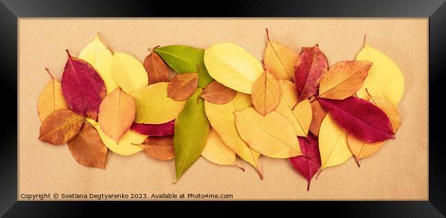 Colourful autumn dry leaves Framed Print by Lana Topoleva