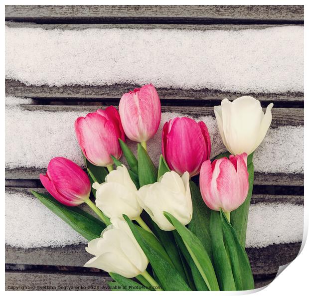 white and pink tulips on wooden background  Print by Lana Topoleva