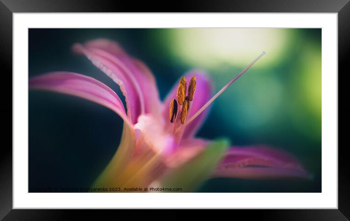  abstract pink lily close-up  Framed Mounted Print by Lana Topoleva
