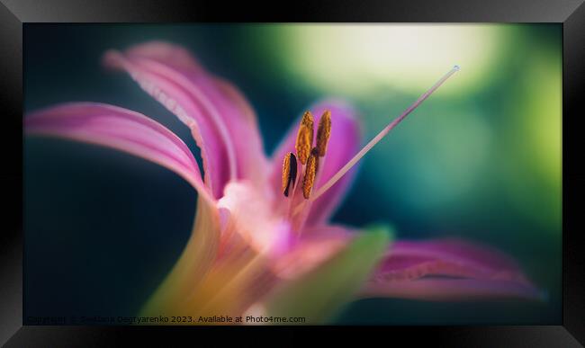  abstract pink lily close-up  Framed Print by Lana Topoleva