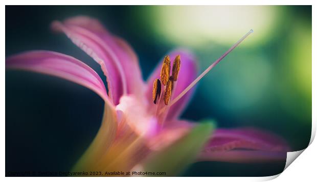  abstract pink lily close-up  Print by Lana Topoleva