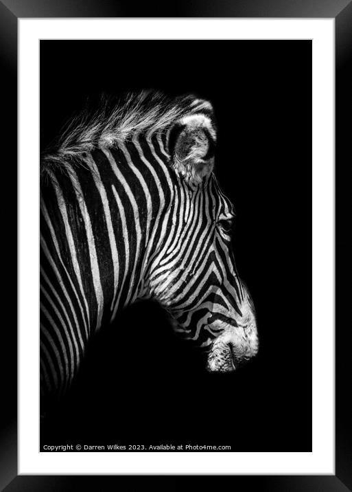 Grévy's zebra Portrait - Black and White   Framed Mounted Print by Darren Wilkes