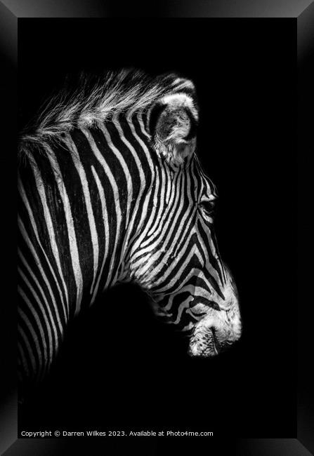 Grévy's zebra Portrait - Black and White   Framed Print by Darren Wilkes