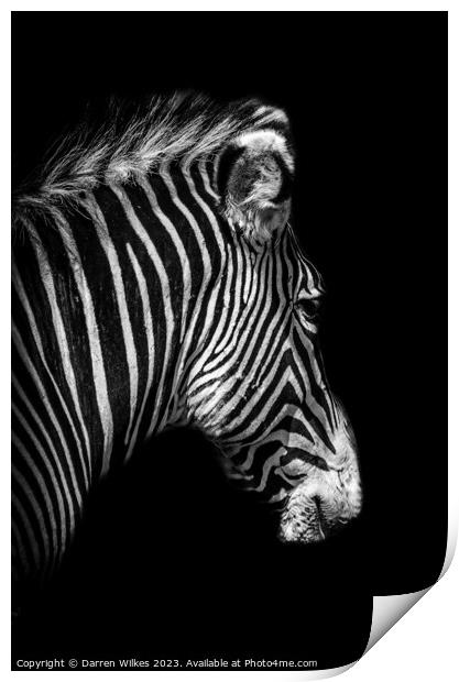 Grévy's zebra Portrait - Black and White   Print by Darren Wilkes