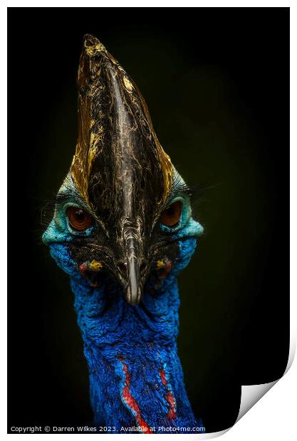 Cassowary - Casuarius casuarius Print by Darren Wilkes