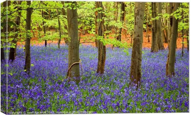 A Carpet of Bluebells in a Beech Wood Canvas Print by Pearl Bucknall