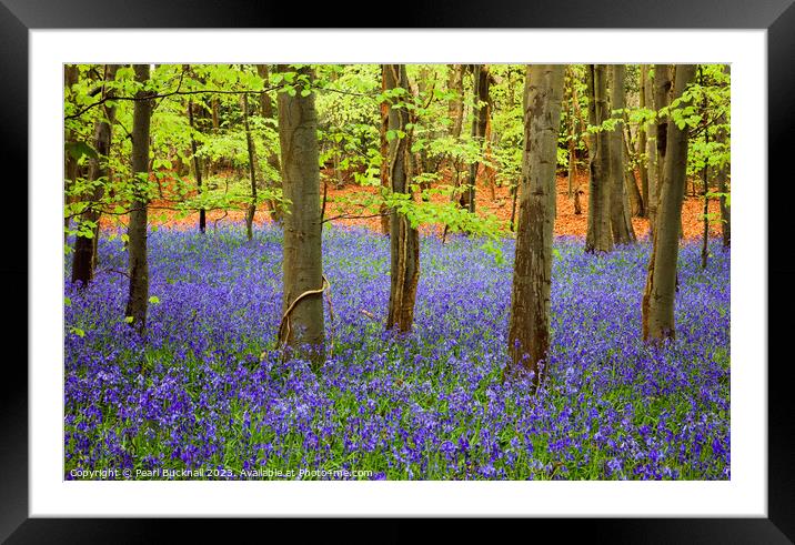 A Carpet of Bluebells in a Beech Wood Framed Mounted Print by Pearl Bucknall