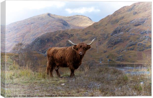 Highland Cow Canvas Print by Alan Simpson