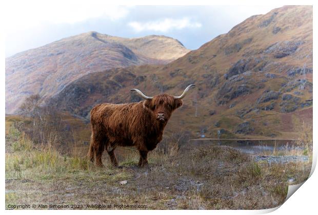 Highland Cow Print by Alan Simpson