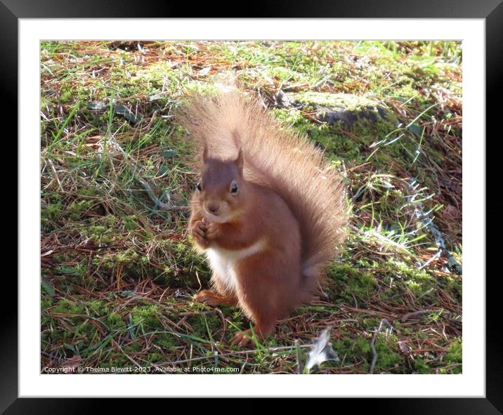 Red Squirrel in the sunshine Framed Mounted Print by Thelma Blewitt