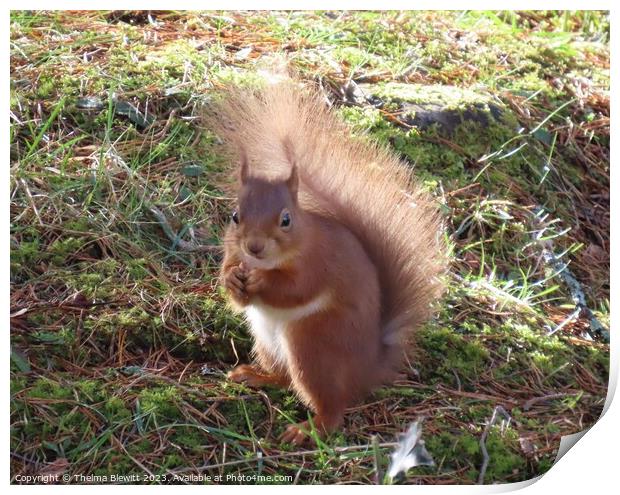 Red Squirrel in the sunshine Print by Thelma Blewitt