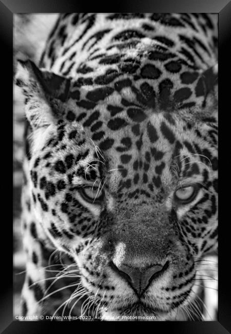 Male Jaguar - Black And White  Framed Print by Darren Wilkes