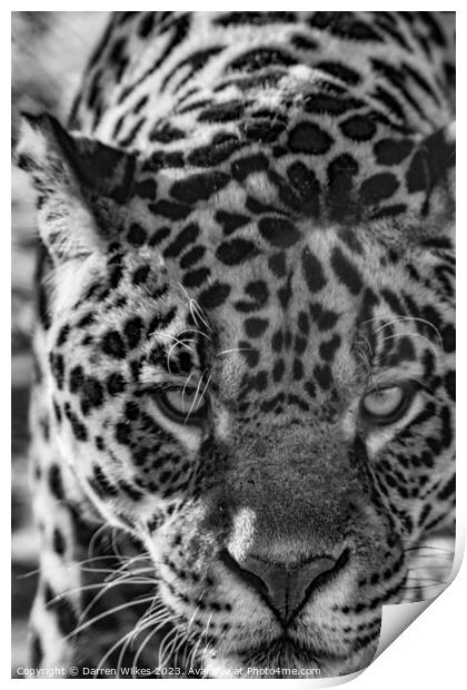 Male Jaguar - Black And White  Print by Darren Wilkes